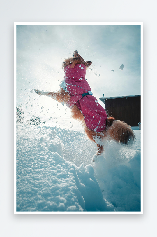 雪地狗狗跳跃溅起雪花-众图网