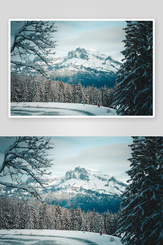 雪山雪松冬日雪景-众图网