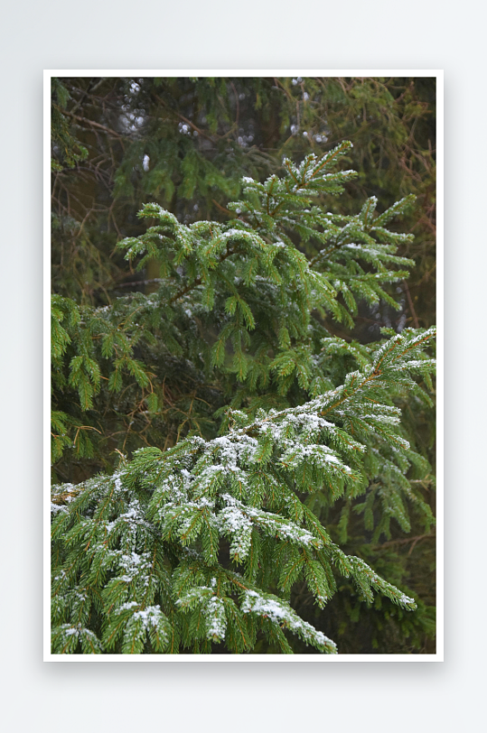 雪覆松枝冬日静景-众图网
