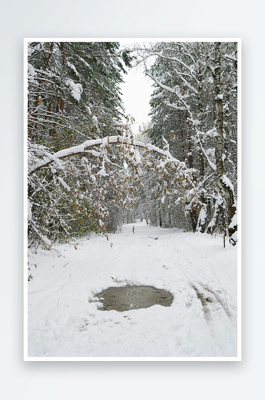 雪覆林间小径静谧冬景-众图网