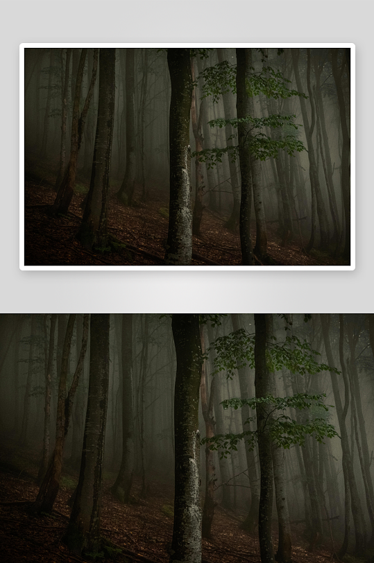 雾气弥漫的幽静森林-众图网