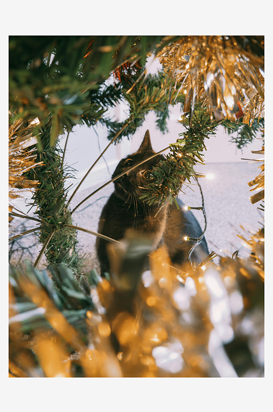 黑猫探头圣诞树装饰-众图网