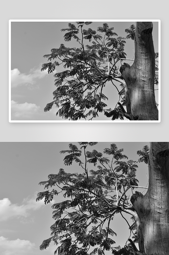 黑白老树与天空照片-众图网