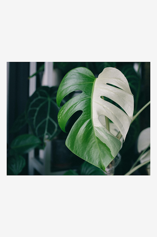 龟背竹叶片特写绿意盎然-众图网