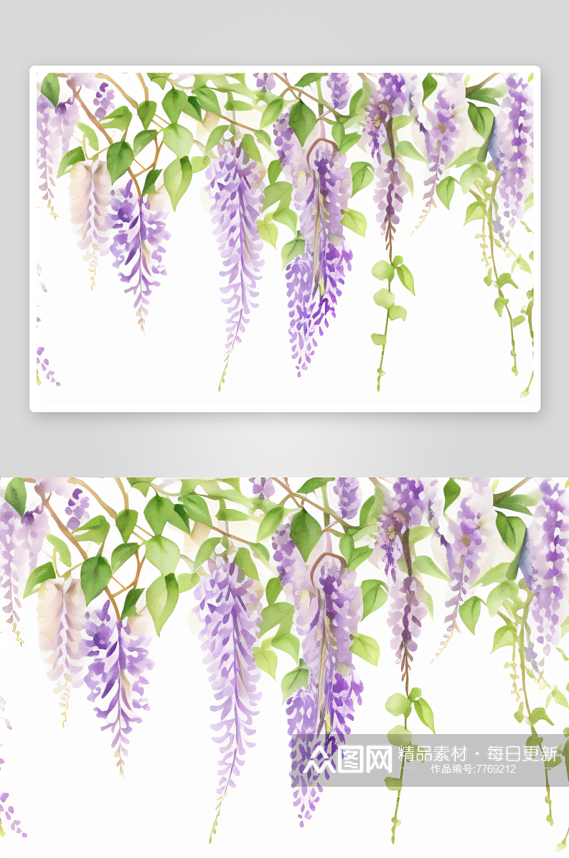 美丽的紫藤花藤在水彩画中呈现素材