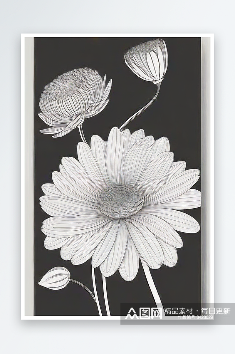 手绘线描的菊花植物插画素材