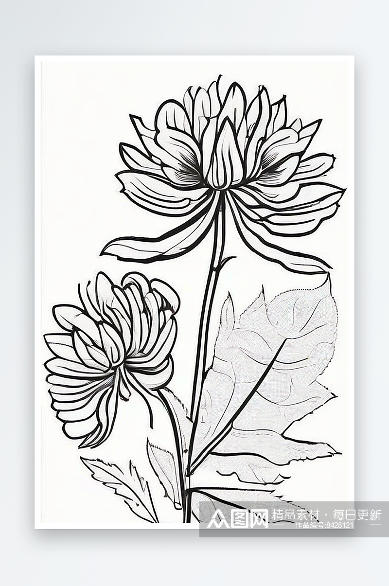 简洁线条勾勒的菊花插画素材