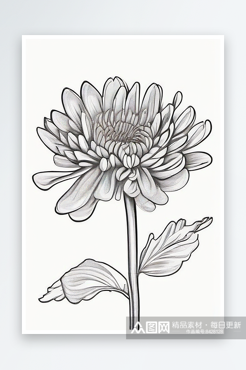 简洁线条勾勒的菊花插画素材