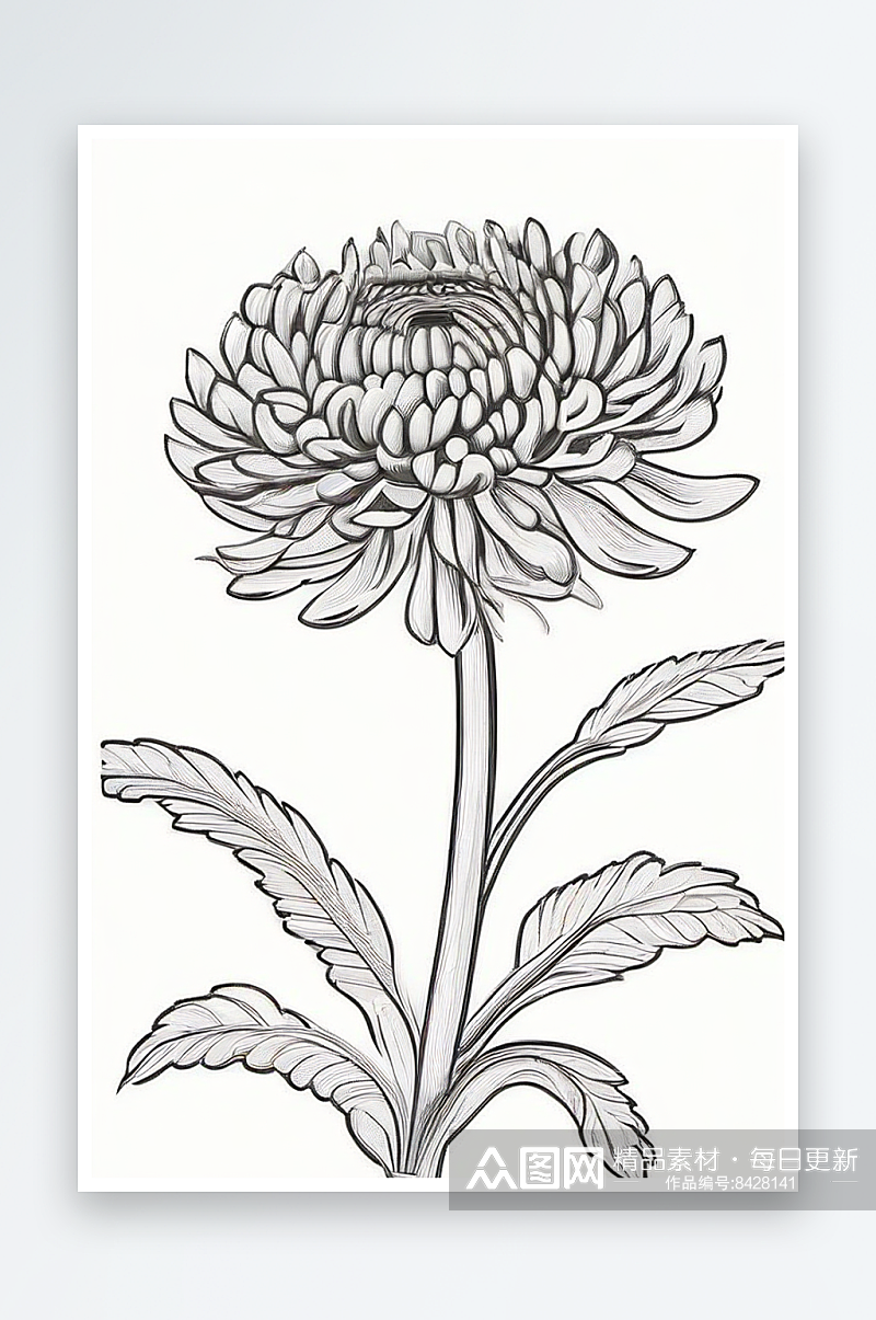 白色背景中孤立的菊花线描素材