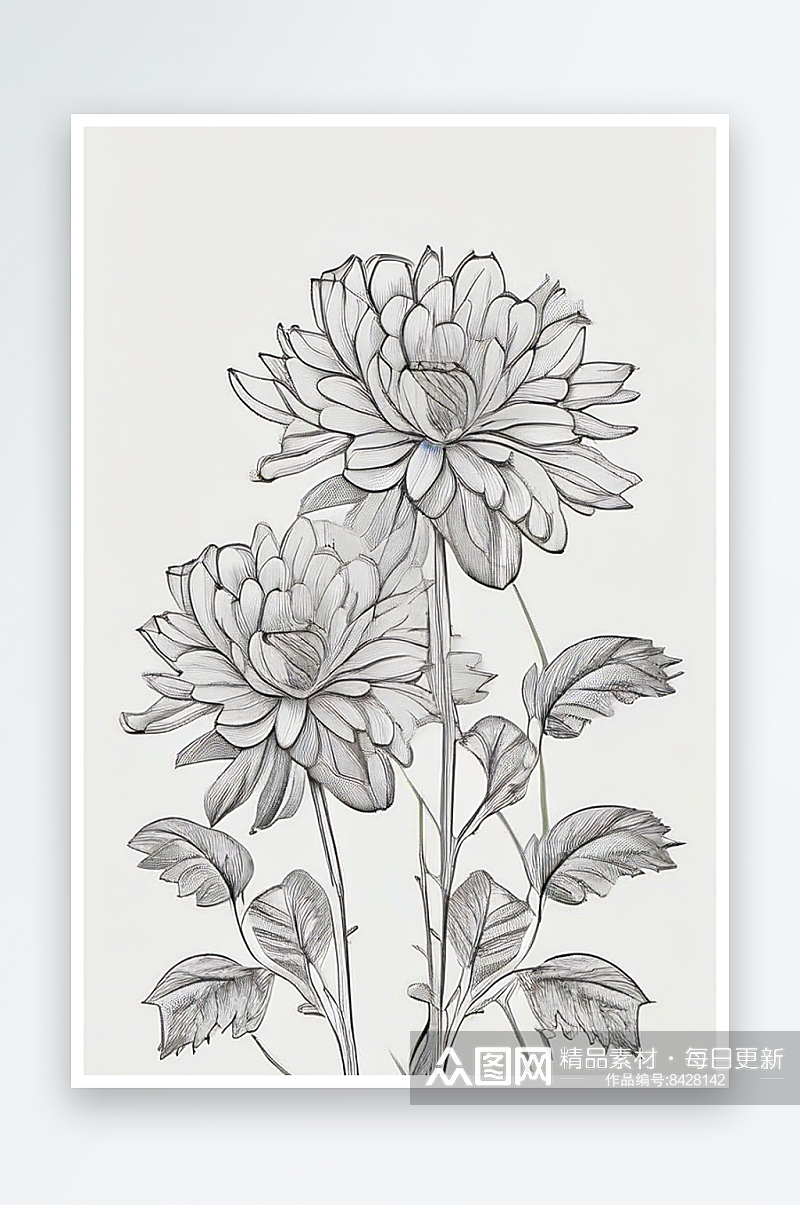 白色背景中孤立的菊花线描素材