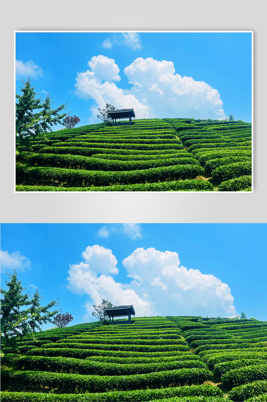 旅行風(fēng)景茶園采茶葉攝影圖素材