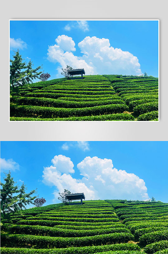 旅行风景茶园采茶叶摄影图