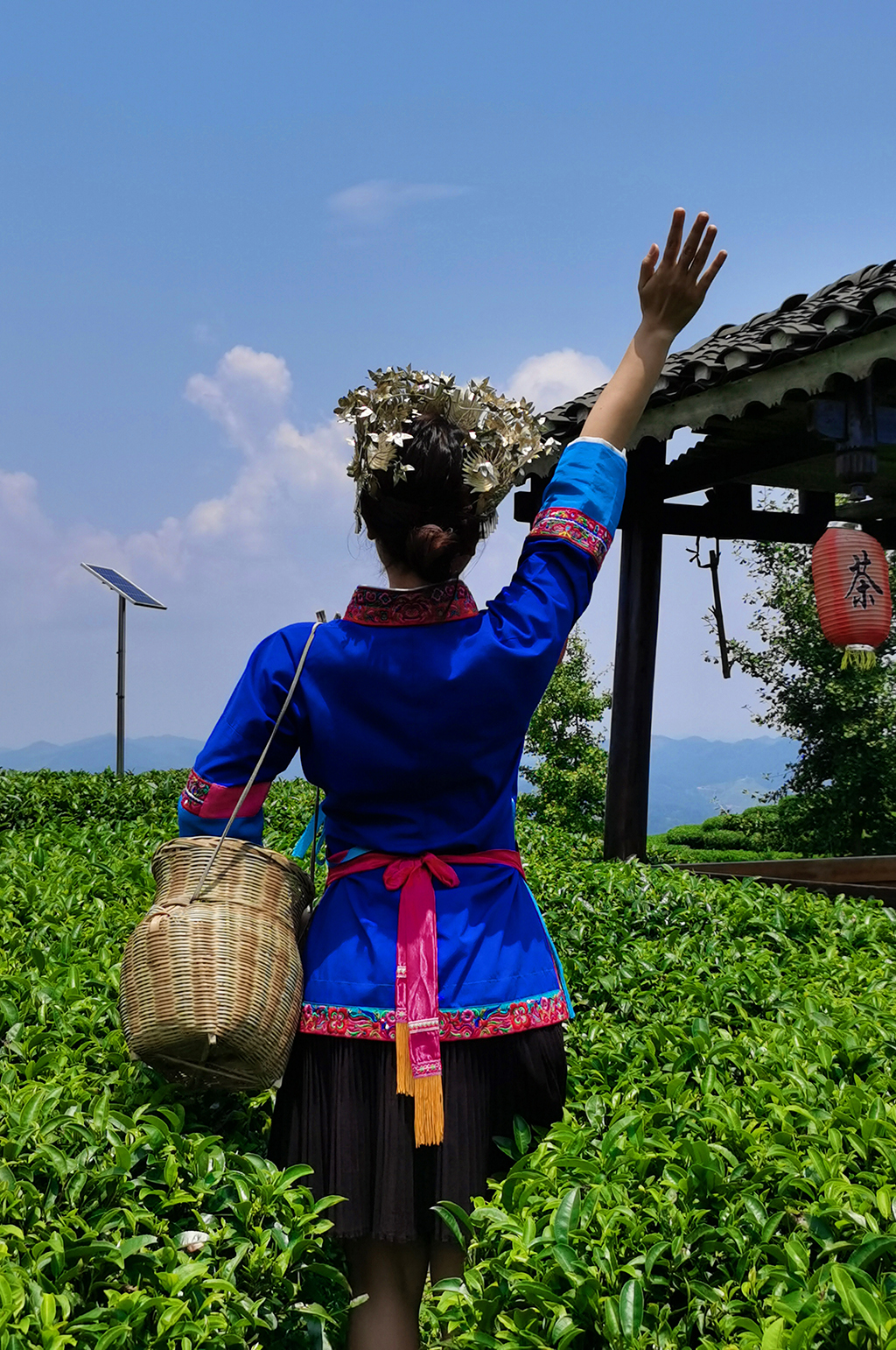 少数民族风茶园采茶叶人物摄影图素材