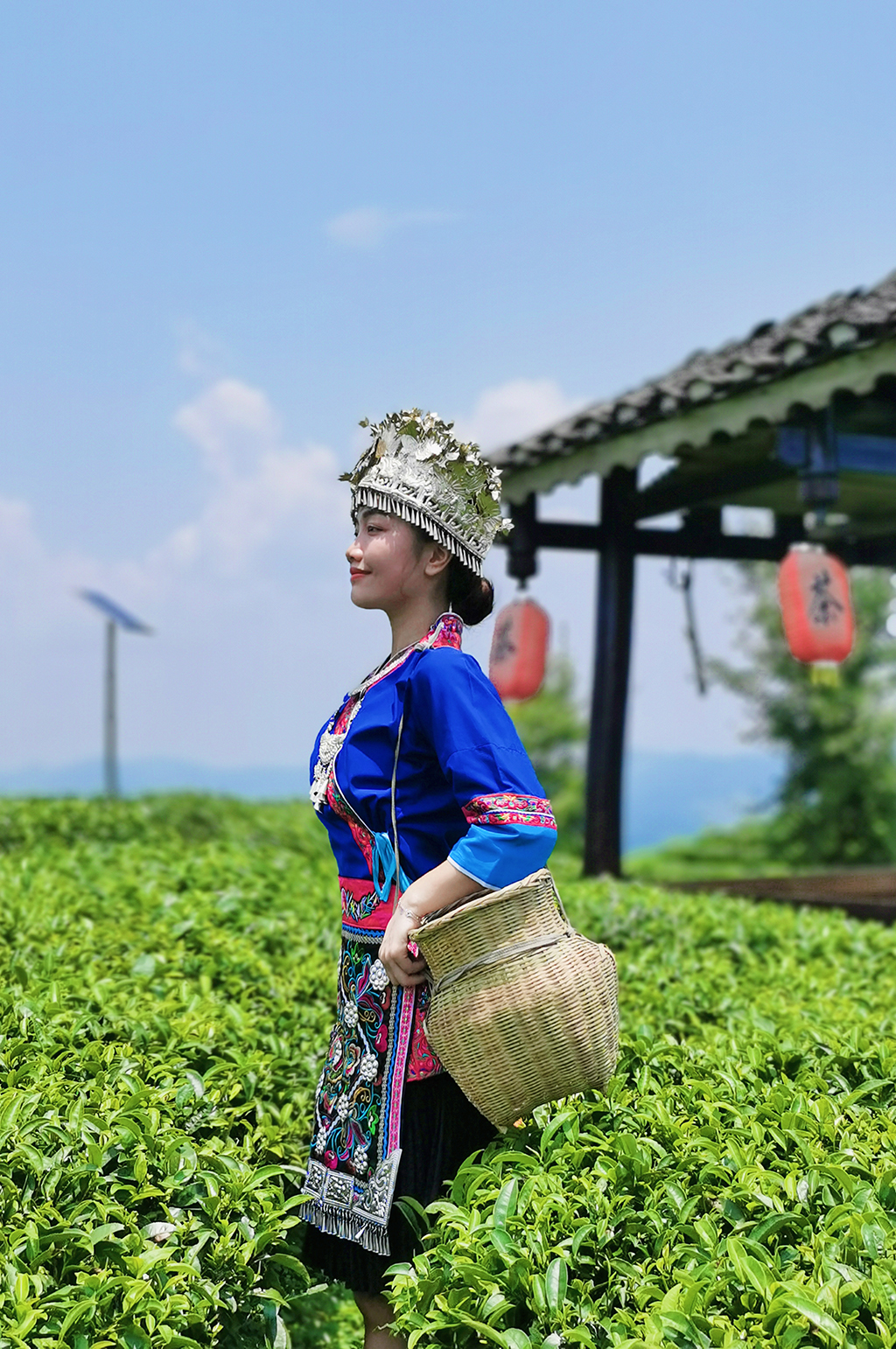 少数民族风茶园采茶叶人物摄影图素材
