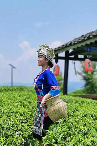 少数民族风茶园采茶叶人物摄影图