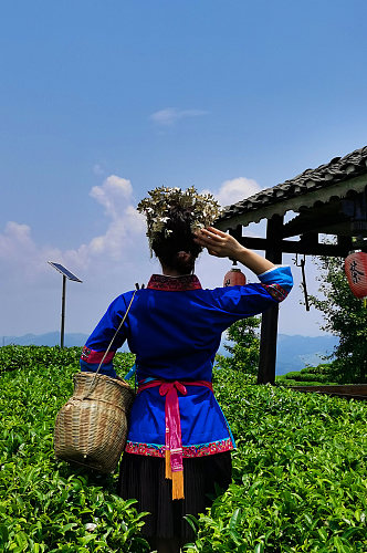 少数民族风茶园采茶叶人物摄影图