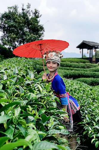 少数民族风茶园采茶叶人物摄影图