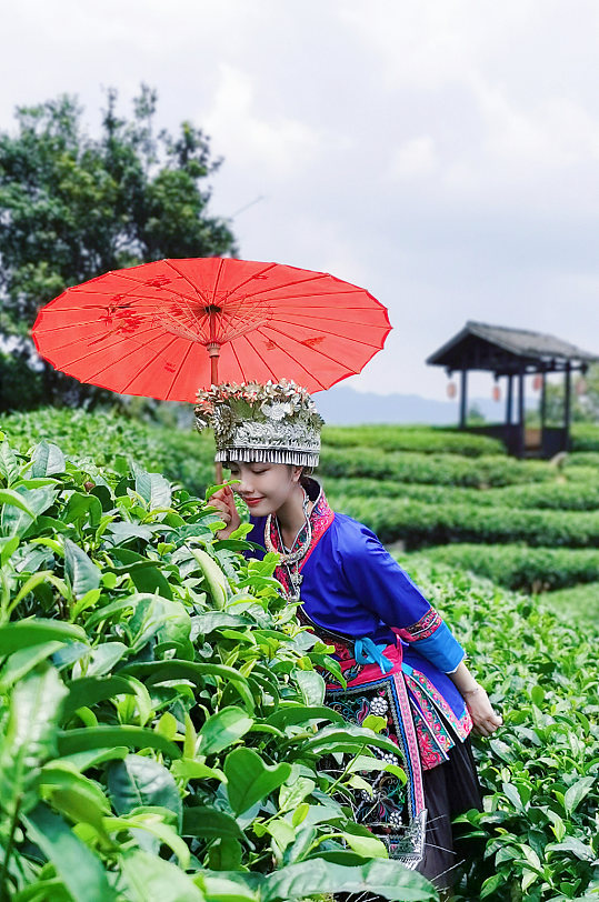 少数民族风茶园采茶叶人物摄影图-众图网