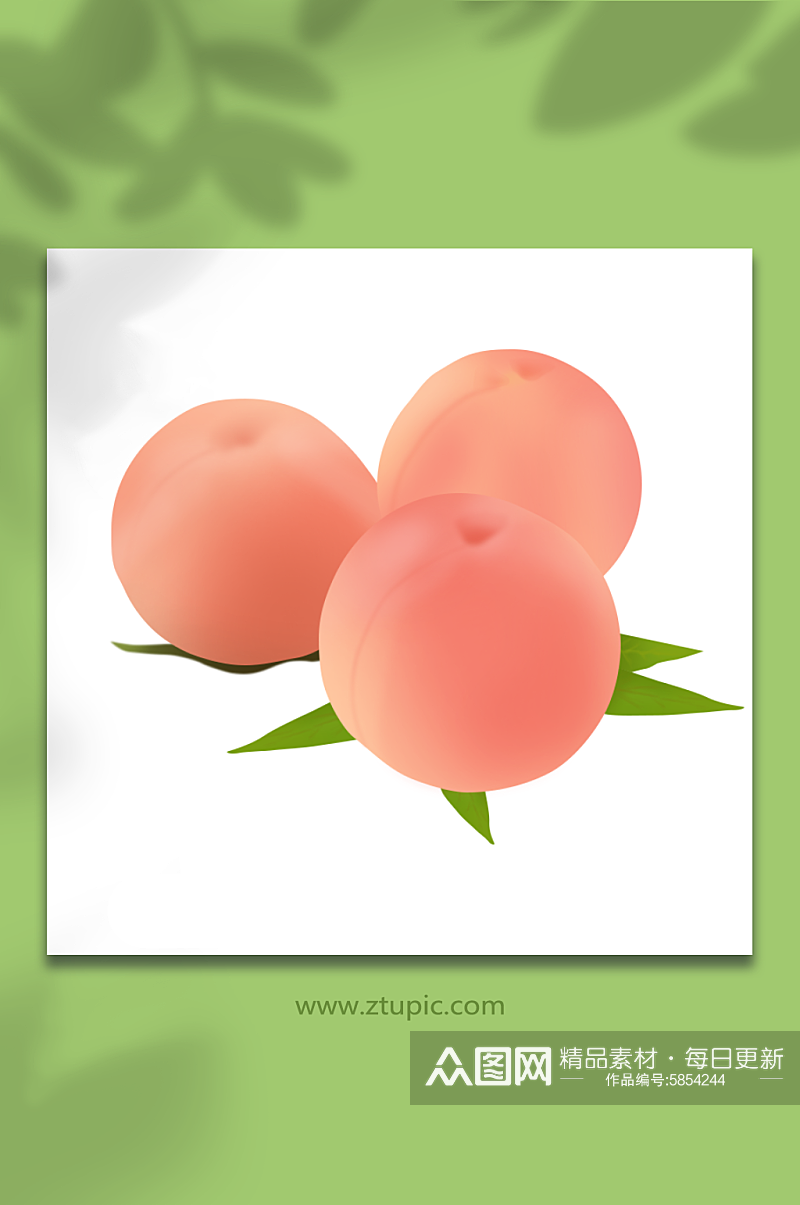 水果插画写实粉色桃子水蜜桃素材