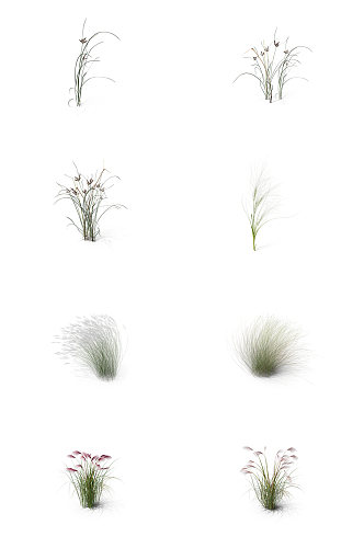 小麦芦苇小草丛草三叶草蕨类植物1