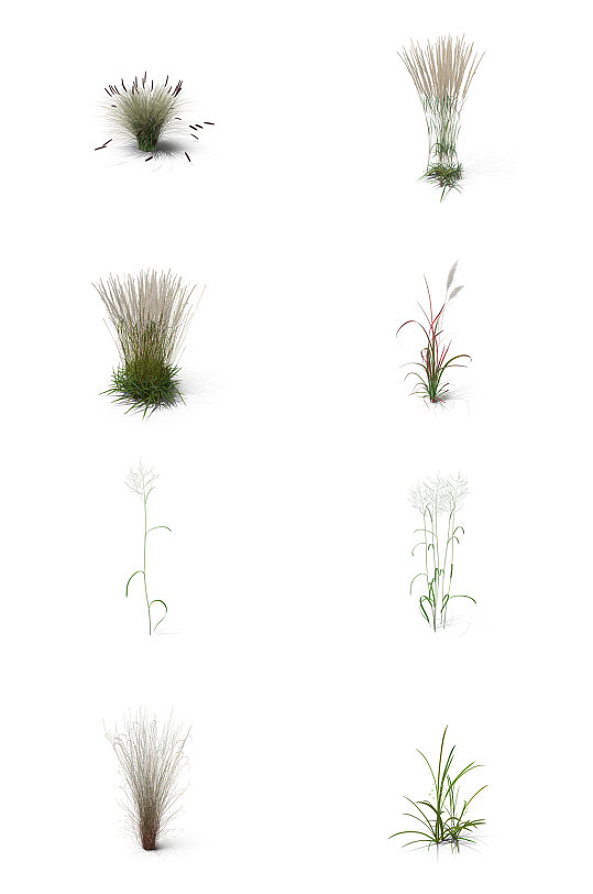 小麦芦苇小草丛草三叶草蕨类植物4