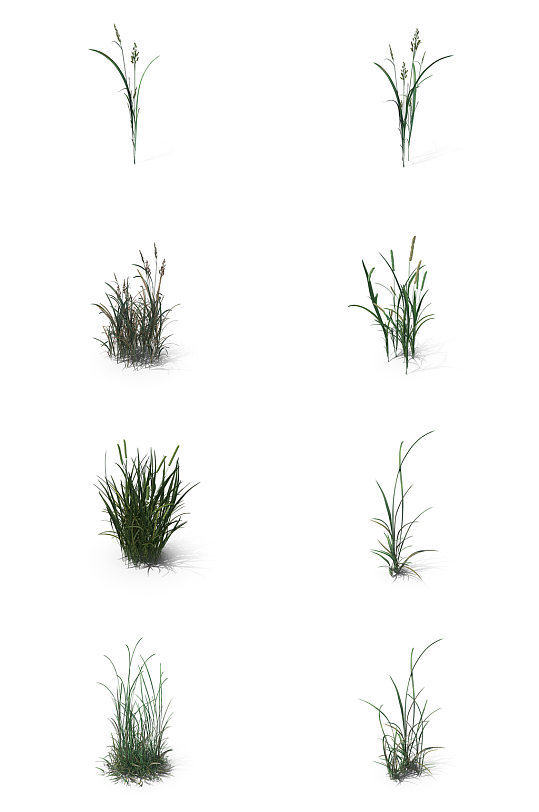 小麦芦苇小草丛草三叶草蕨类植物6