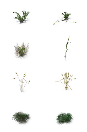 小麦芦苇小草丛草三叶草蕨类植物7