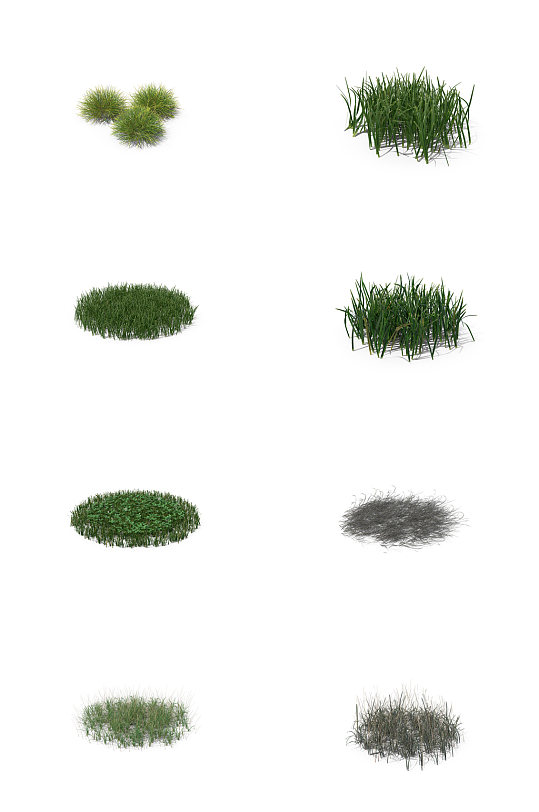 小麦芦苇小草丛草三叶草蕨类植物8