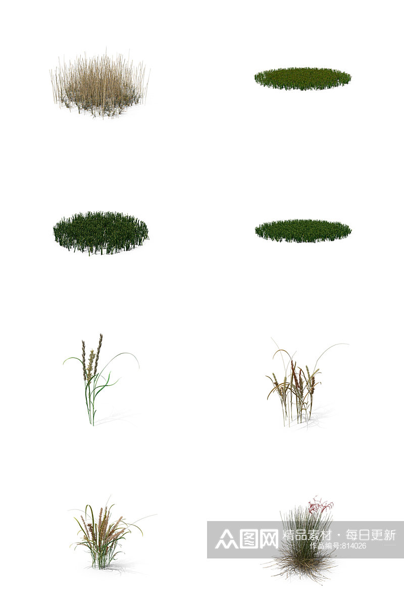 小麦芦苇小草丛草三叶草蕨类植物9素材