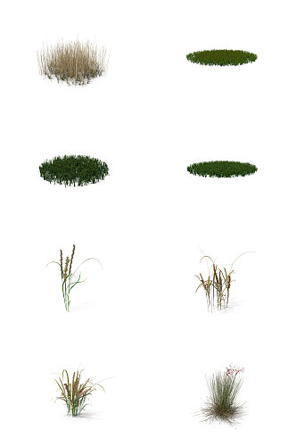 小麦芦苇小草丛草三叶草蕨类植物9