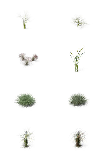 小麦芦苇小草丛草三叶草蕨类植物10
