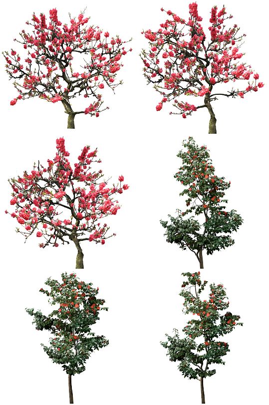 常用植物图片-常用植物素材下载-众图网