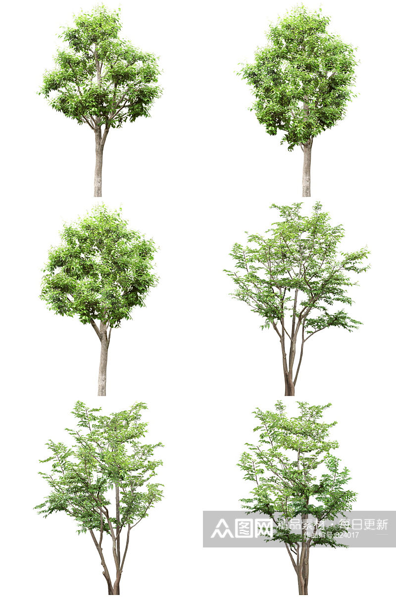 常用植物免扣素材 (3).psd素材