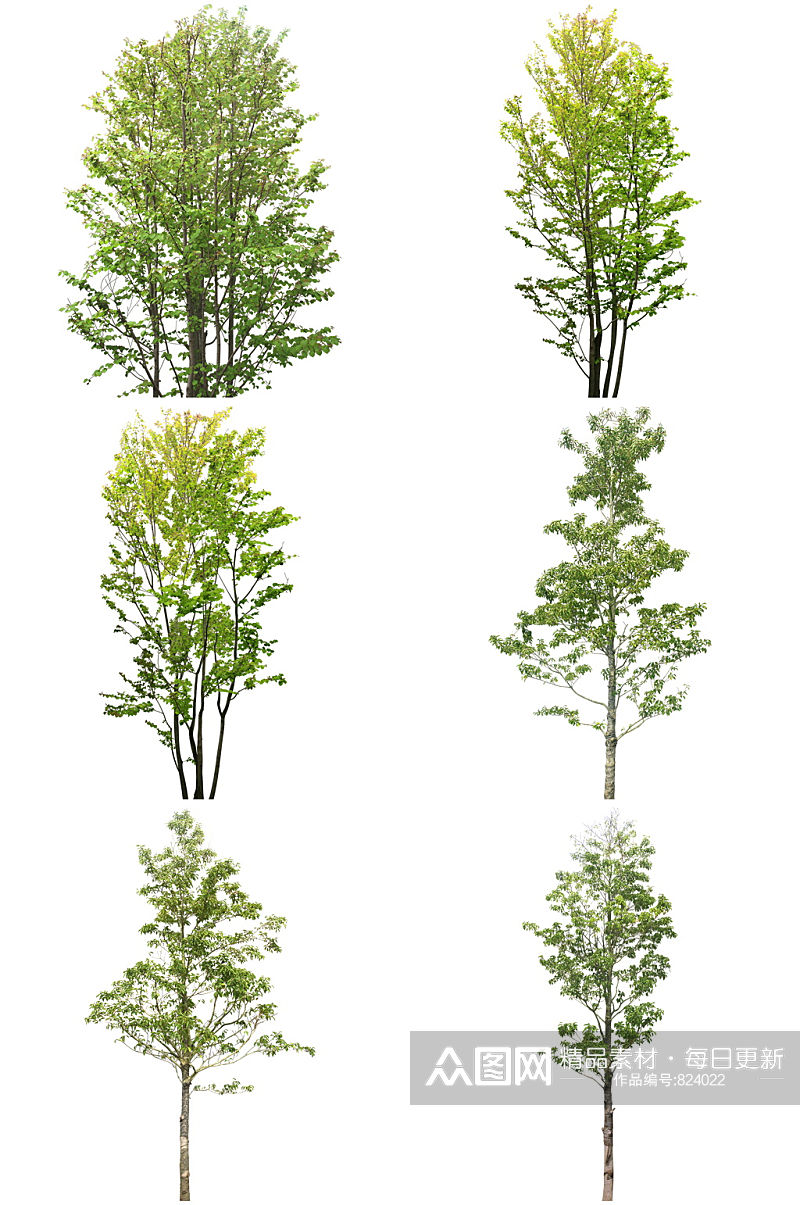 常用植物免扣素材 (7).psd素材