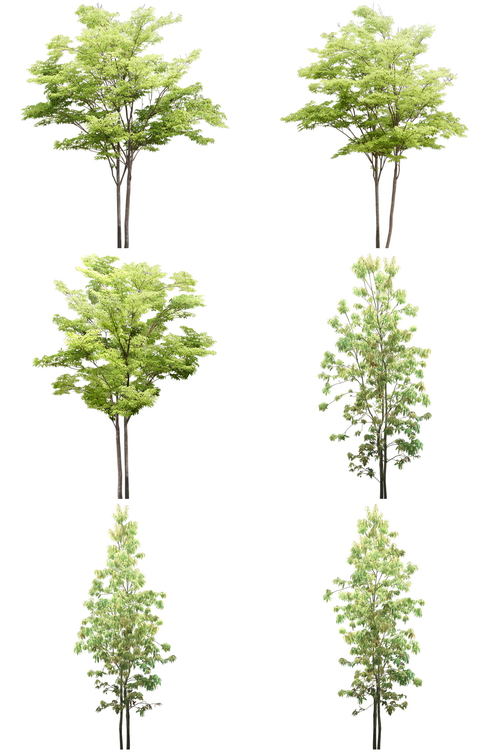 常用植物免扣素材 (15).psd素材