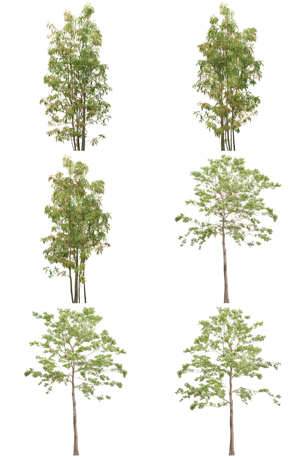 常用植物免扣素材 (16).psd素材