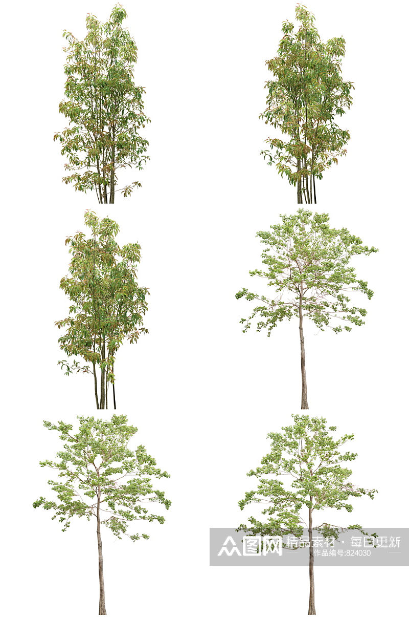 常用植物免扣素材 (16).psd素材