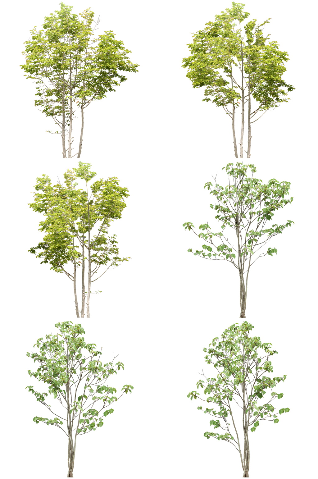 常用植物免扣素材 (19).psd素材