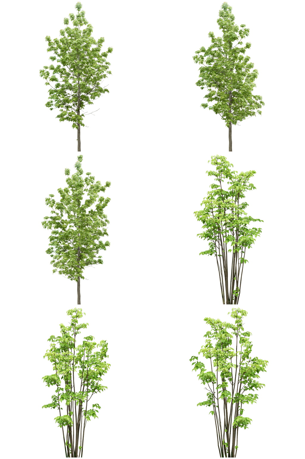 常用植物免扣素材 (21).psd素材