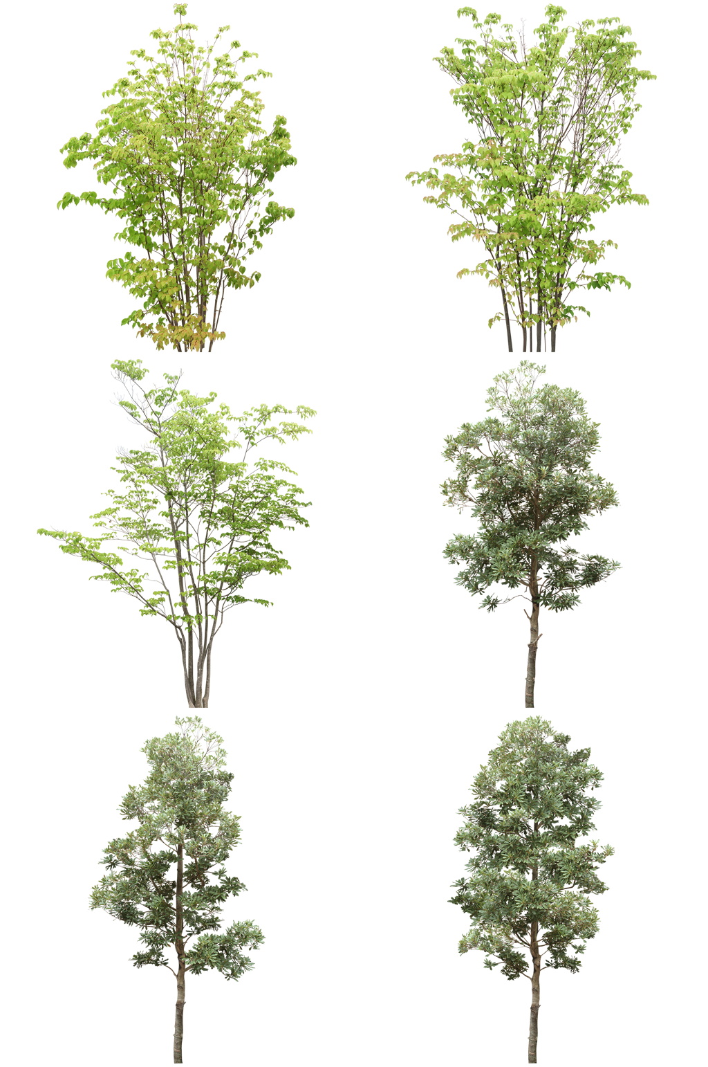 常用植物免扣素材 (22).psd素材