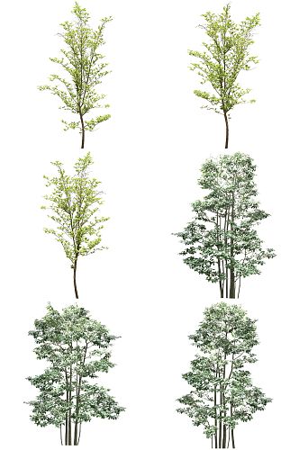 常用植物免扣素材 (30).psd