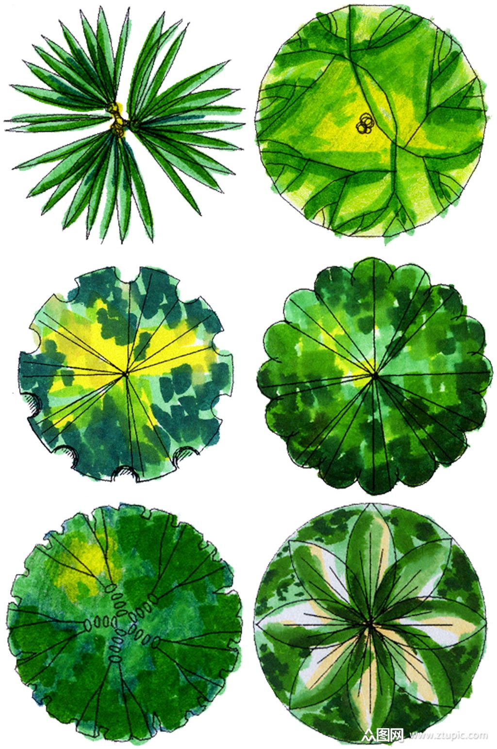 彩平图植物素材 (1)