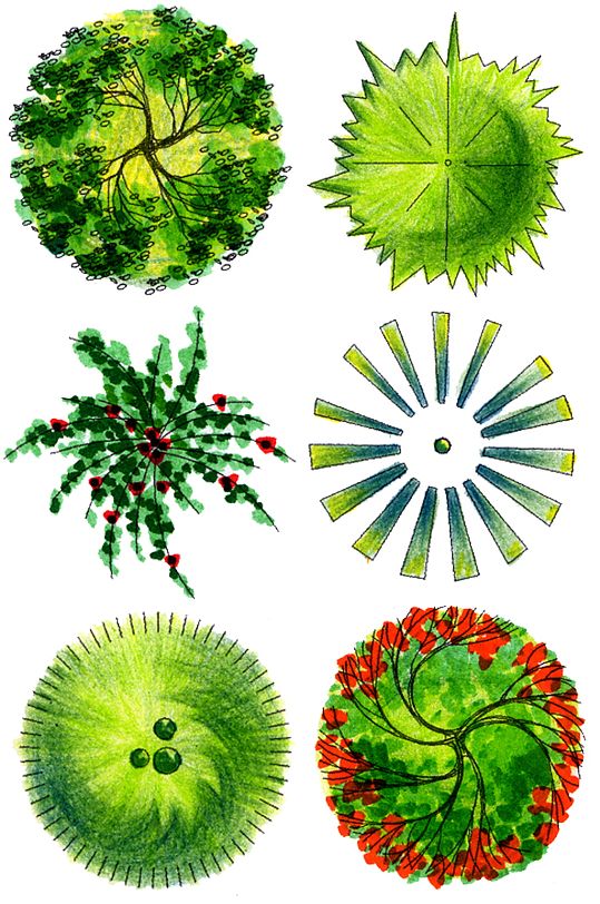 彩平图植物素材 (5)