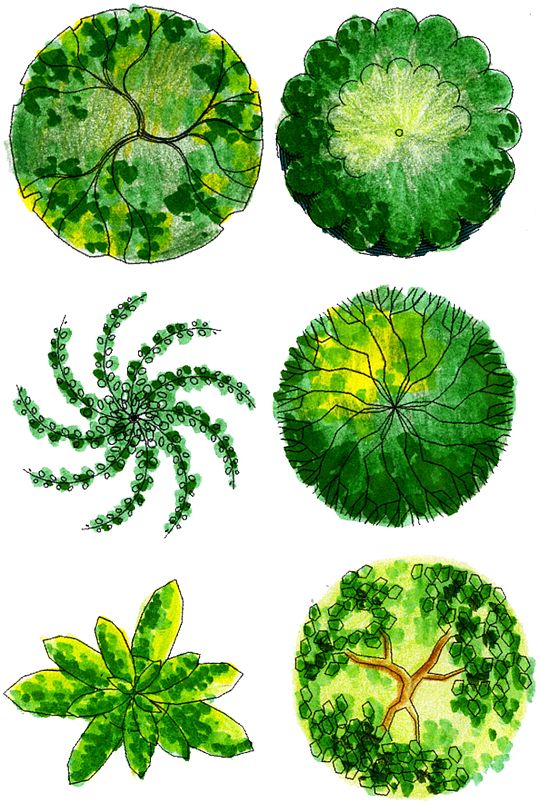 彩平图植物素材 (12)