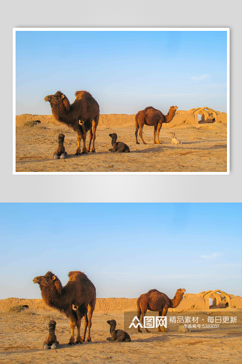 沙漠骆驼动物实拍图片素材