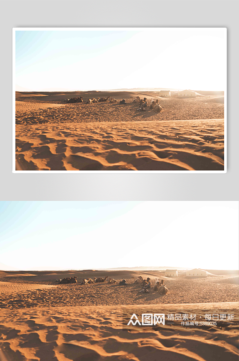 沙漠骆驼动物实拍图片素材