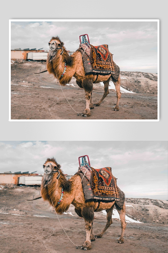 沙漠骆驼动物图片