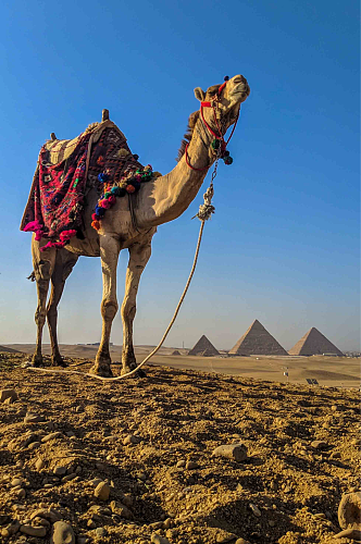 可爱沙漠骆驼动物图片