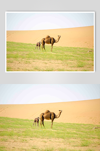 可爱沙漠骆驼动物图片