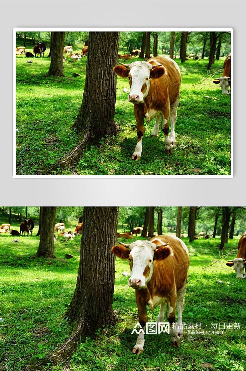 牛群动物牛高清图片素材